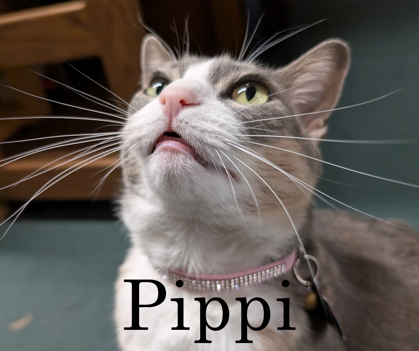 Pippi staff photo. A diluted calico with tab American short hair cat showing off her bedazzled pink collar against her white throat. "Pippi" is written large in the bottom in black. 